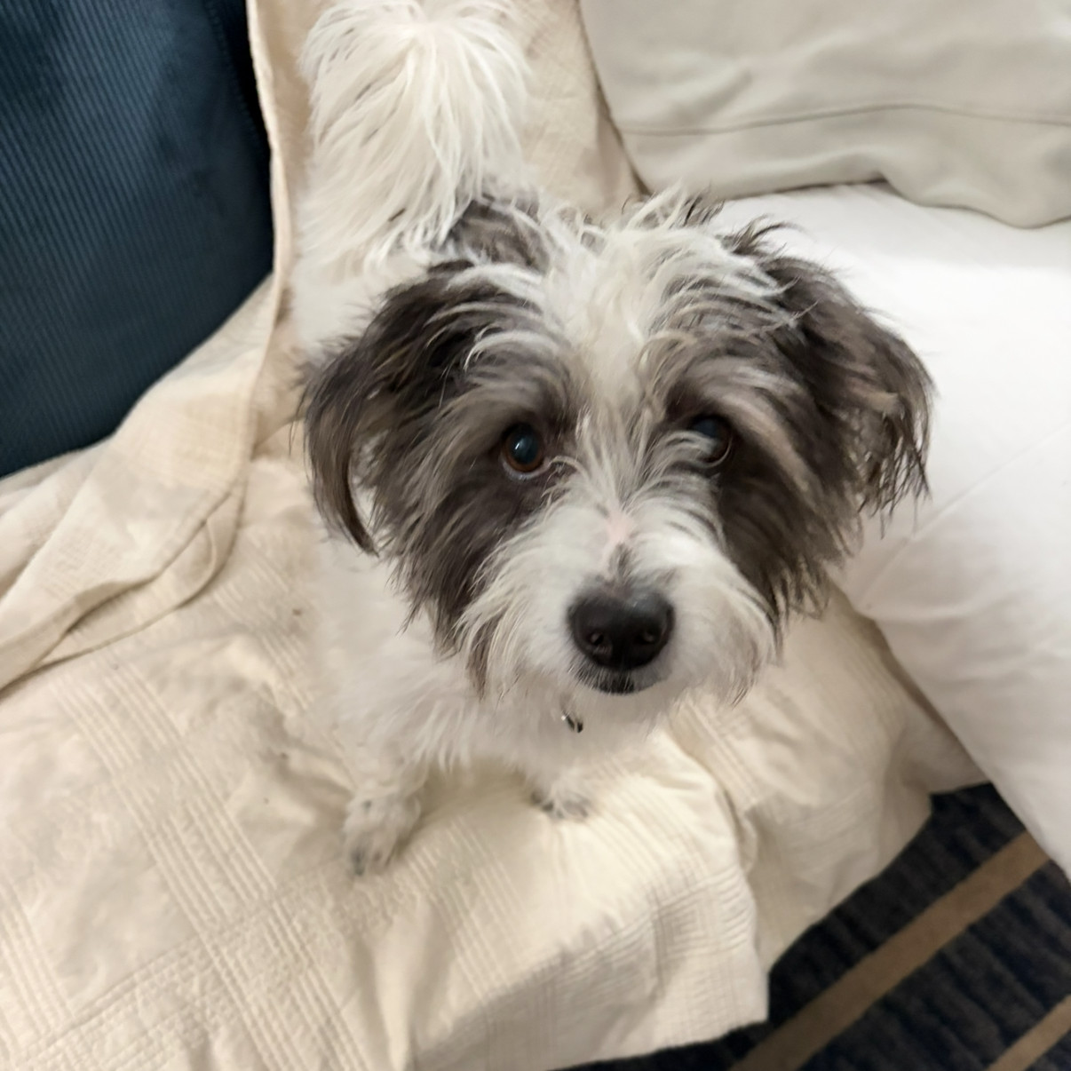 A small black and white dog looking up from a bed.