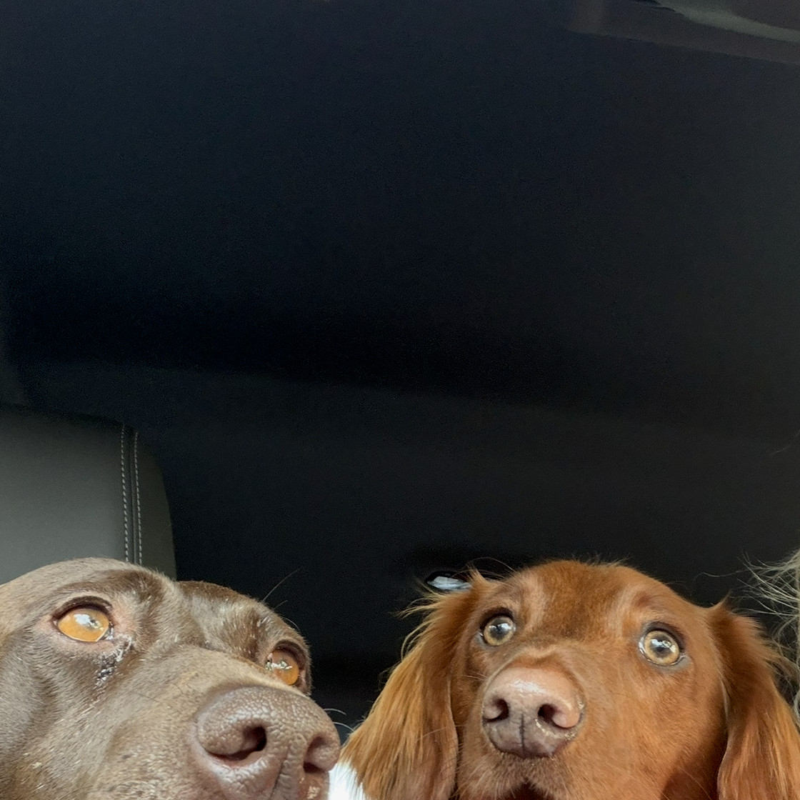 Two brown dogs looking toward the camera from a car.